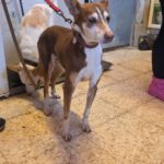 Podenco Coqui, 04/2013, ca. 40 cm