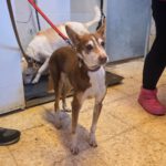 Podenco Coqui, 04/2013, ca. 40 cm