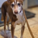 Podenco Coqui, 04/2013, ca. 40 cm