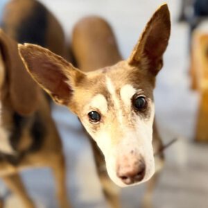 Podenco Coqui, 03/2013,ca. 42 cm, 24558 Henstedt Ulzburg