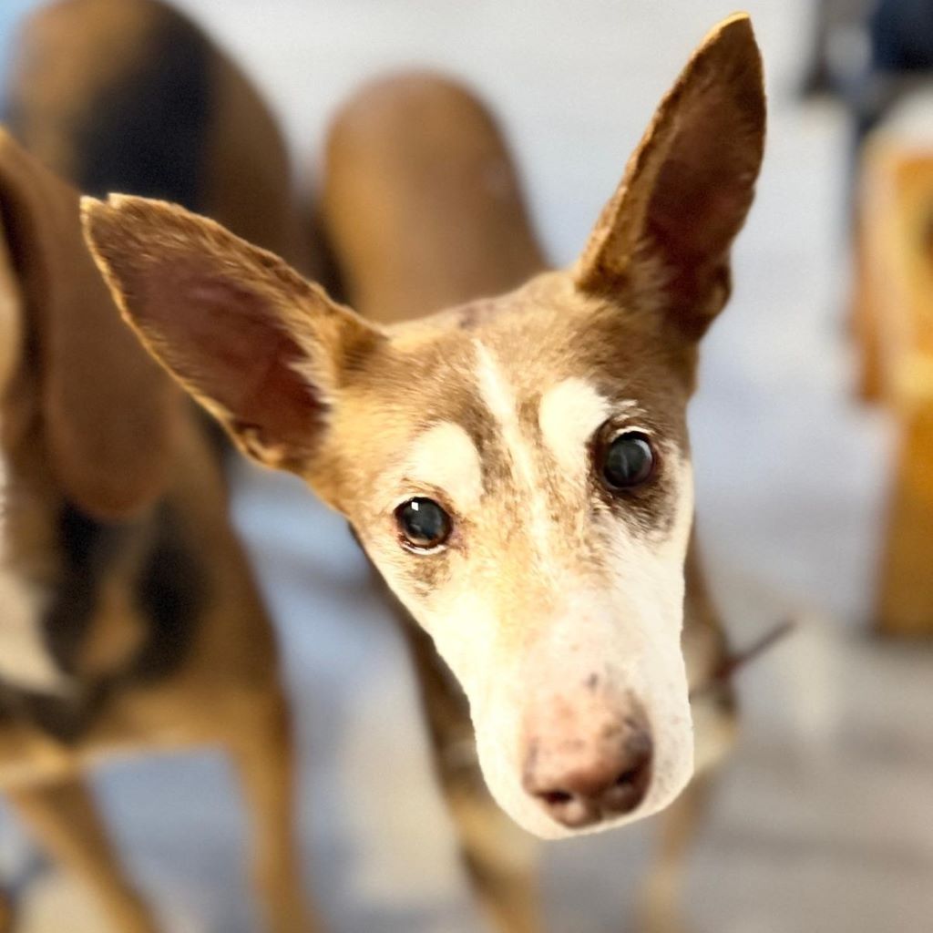 Podenco Coqui, 03/2013,ca. 42 cm, 24558 Henstedt Ulzburg