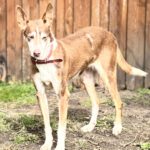 Podenco Coqui, 03/2013,ca. 42 cm, 24558 Henstedt Ulzburg