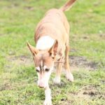 Podenco Coqui, 03/2013,ca. 42 cm, 24558 Henstedt Ulzburg