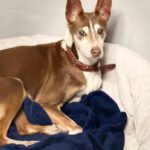 Podenco Coqui, 03/2013,ca. 42 cm, 24558 Henstedt Ulzburg