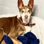 Podenco Coqui, 03/2013,ca. 42 cm, 24558 Henstedt Ulzburg