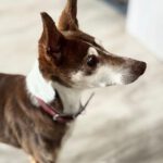 Podenco Coqui, 03/2013,ca. 42 cm, 24558 Henstedt Ulzburg