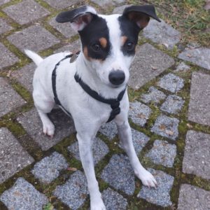 Bodeguero Mischling Corina, 03/2023, ca. 38 cm, 85560 Ebersberg