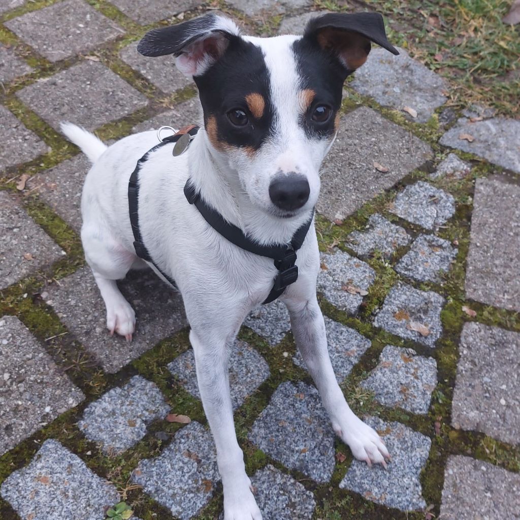 Bodeguero Mischling Corina, 03/2023, ca. 38 cm, 85560 Ebersberg