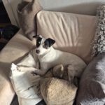 Bodeguero Mischling Corina, 03/2023, ca. 38 cm, 85560 Ebersberg