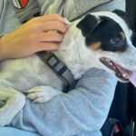 Bodeguero Mischling Corina, 03/2023, ca. 38 cm, 85560 Ebersberg