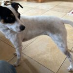 Bodeguero Mischling Corina, 03/2023, ca. 38 cm, 85560 Ebersberg