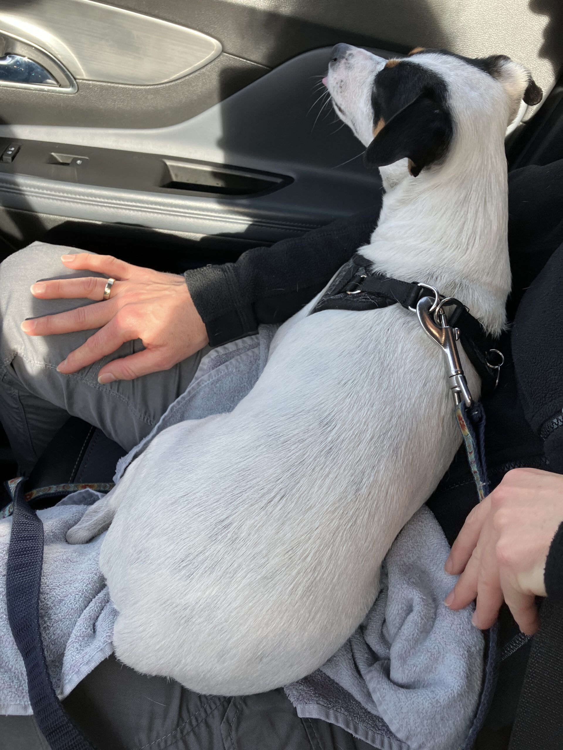 Bodeguero Mischling Corina, 03/2023, ca. 38 cm, 85560 Ebersberg