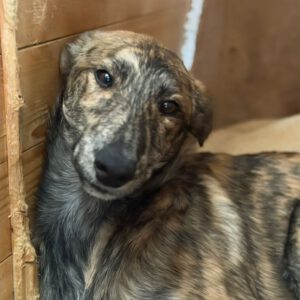 Collie Galgo Mischling Cro, 10/2025, Endgröße ca.60 cm