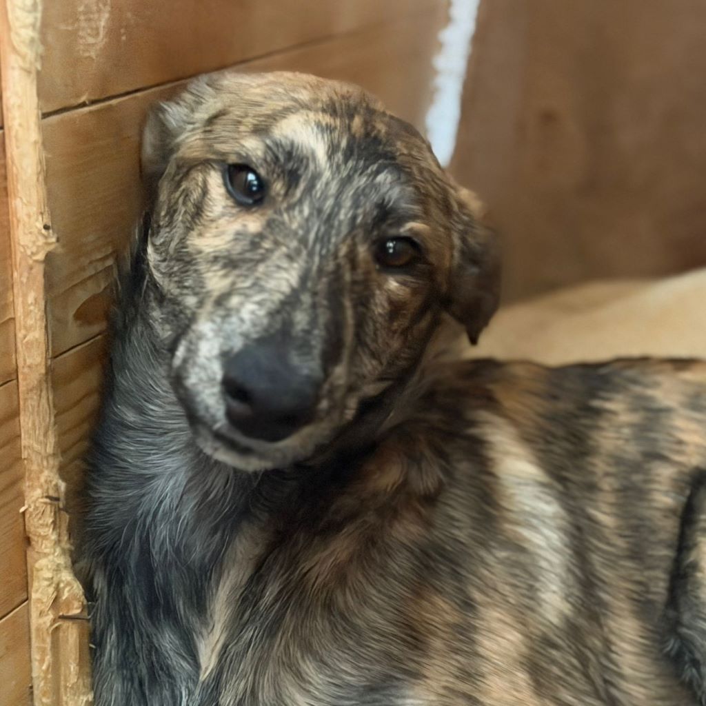 Collie Galgo Mischling Cro, 10/2025, Endgröße ca.60 cm