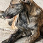 Collie Galgo Mischling Cro, 10/2025, Endgröße ca.60 cm