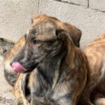 Collie Galgo Mischling Cro, 10/2025, Endgröße ca.60 cm