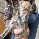 Collie Galgo Mischling Cro, 10/2025, Endgröße ca.60 cm