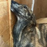 Collie Galgo Mischling Cro, 10/2025, Endgröße ca.60 cm