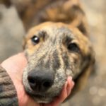 Collie Galgo Mischling Cro, 10/2025, Endgröße ca.60 cm