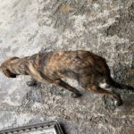 Collie Galgo Mischling Cro, 10/2025, Endgröße ca.60 cm