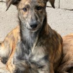 Collie Galgo Mischling Cro, 10/2025, Endgröße ca.60 cm