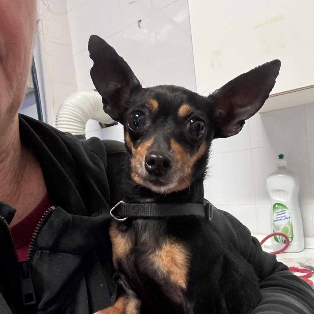 Mini-Pinscher Mischling Cuki, 02/2018, ca. 17 cm