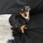 Mini-Pinscher Mischling Cuki, 02/2018, ca. 17 cm