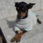 Mini-Pinscher Mischling Cuki, 02/2018, ca. 17 cm