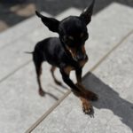 Mini-Pinscher Mischling Cuki, 02/2018, ca. 17 cm