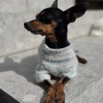 Mini-Pinscher Mischling Cuki, 02/2018, ca. 17 cm