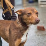Podenco Curro, 01/2025, ca. 45 cm
