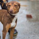 Podenco Curro, 01/2025, ca. 45 cm