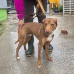 Podenco Curro, 01/2025, ca. 45 cm