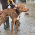 Podenco Curro, 01/2025, ca. 45 cm