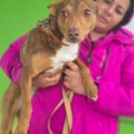 Podenco Curro, 01/2025, ca. 45 cm