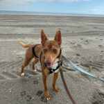 Podenco Curro, 01/2025, ca. 45 cm