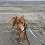 Podenco Curro, 01/2025, ca. 45 cm