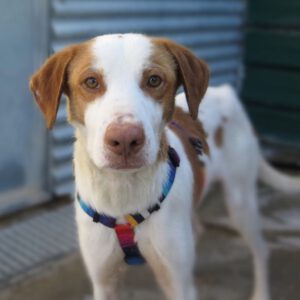 Mischling Curtis, 02/2023, ca. 60 cm