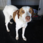 Mischling Curtis, 02/2023, ca. 60 cm