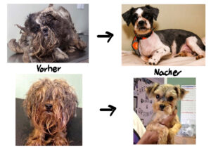 Das Leid der Hunde im Ausland