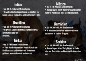 Das Leid der Hunde im Ausland