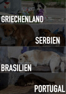 Das Leid der Hunde im Ausland