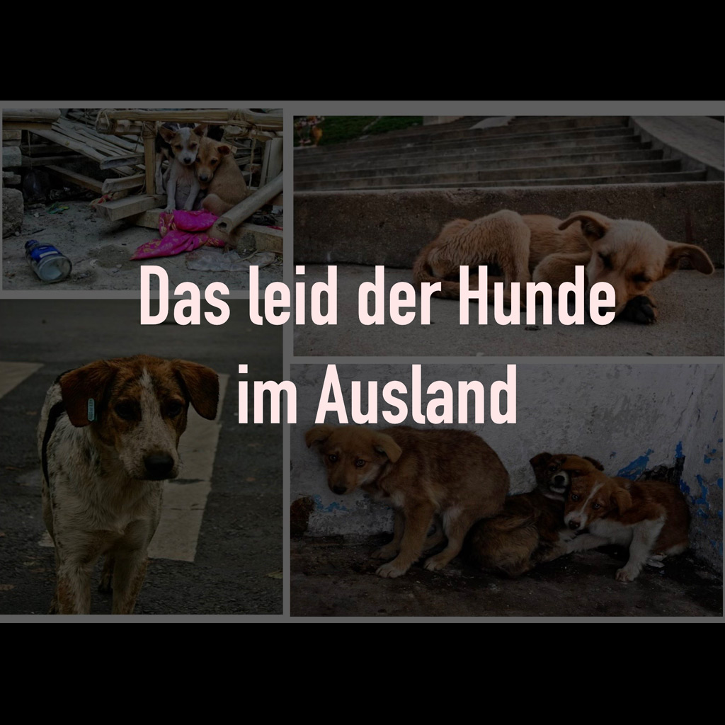 Das Leid der Hunde im Ausland