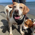 Pointer Mischling Diana, 02/2015, ca. 45 cm, 66346 Püttlingen