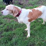 Pointer Mischling Diana, 02/2015, ca. 45 cm, 66346 Püttlingen