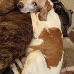 Pointer Mischling Diana, 02/2015, ca. 45 cm, 66346 Püttlingen