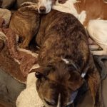 Pointer Mischling Diana, 02/2015, ca. 45 cm, 66346 Püttlingen