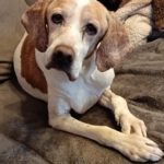 Pointer Mischling Diana, 02/2015, ca. 45 cm, 66346 Püttlingen