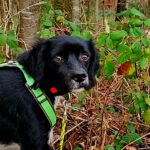 Epagneul Breton Diogenes, 08/2021, ca. 45 cm