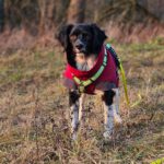 Epagneul Breton Diogenes, 08/2021, ca. 45 cm